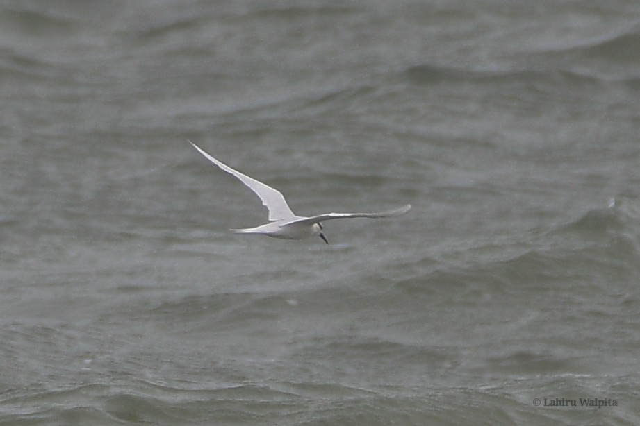 Black-naped Tern - Lahiru Walpita