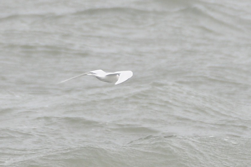 Black-naped Tern - Lahiru Walpita