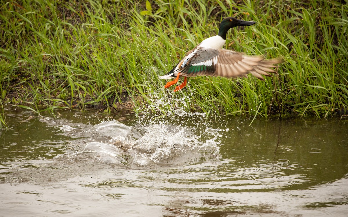 Northern Shoveler - Aaron Loken