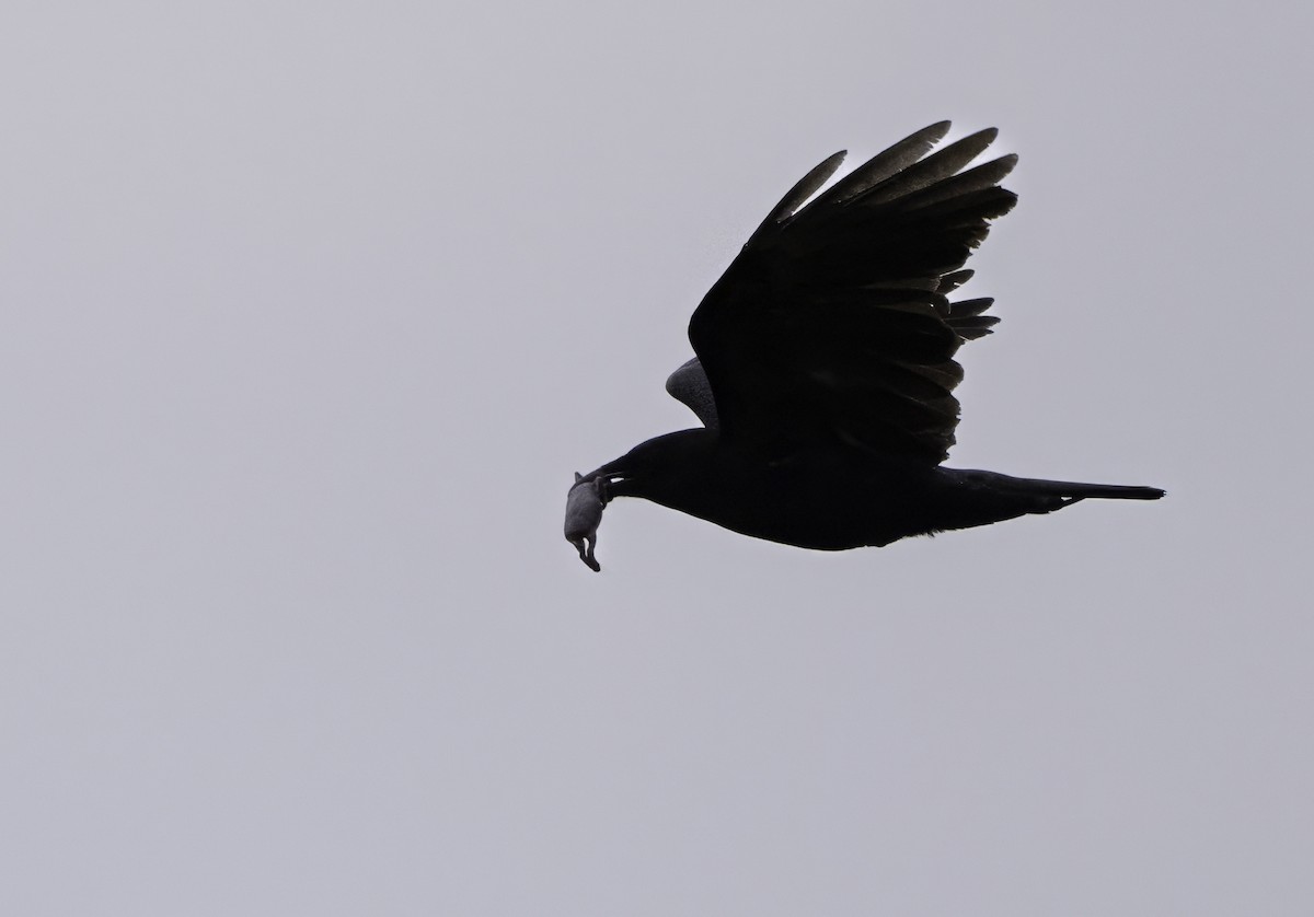 American Crow - Charles Carlson