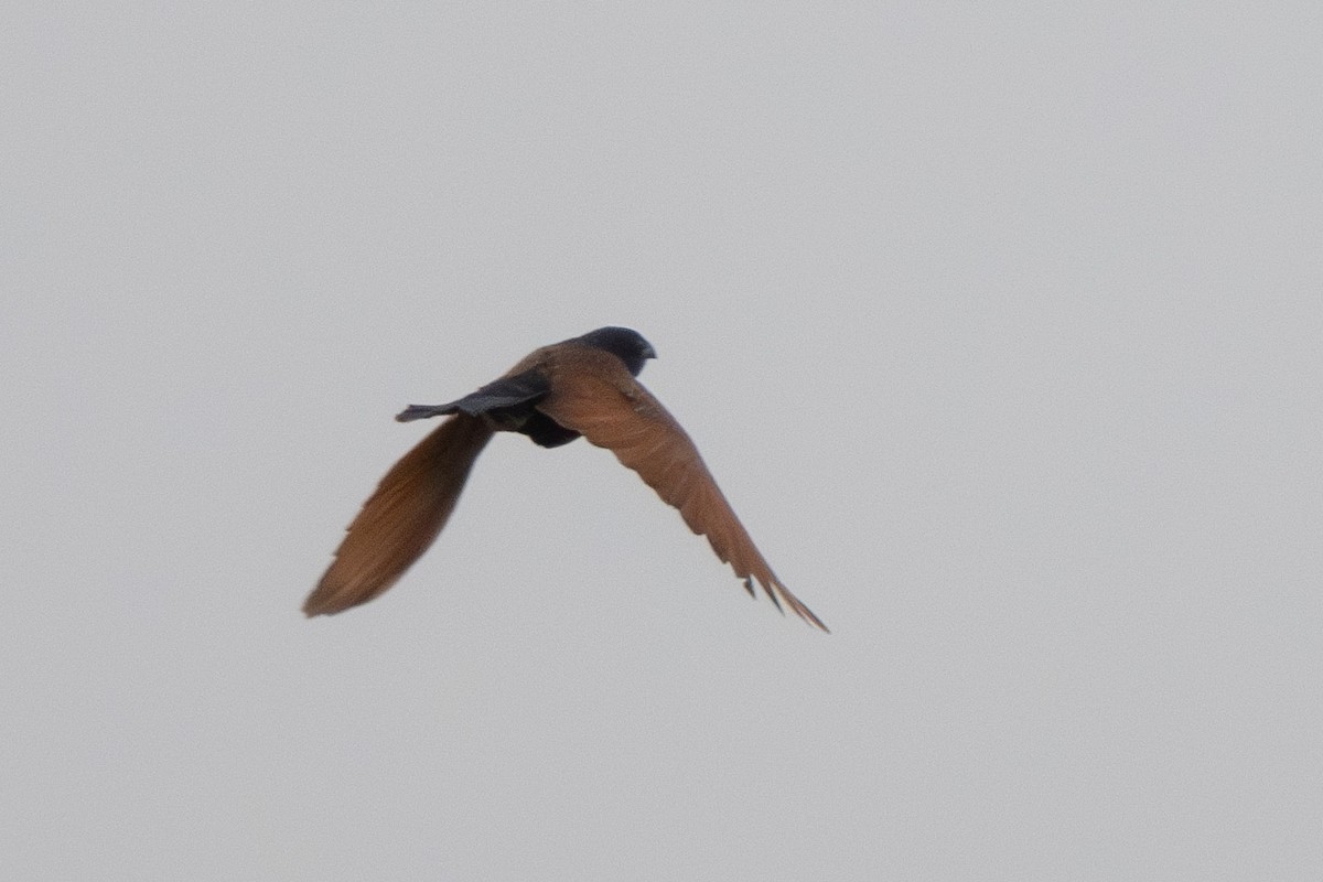 Lesser Coucal - Lenny Xu