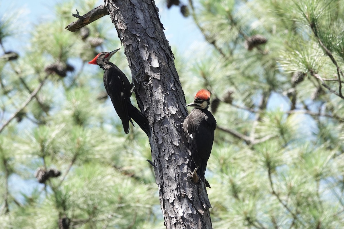 Pileated Woodpecker - Charlie Spencer