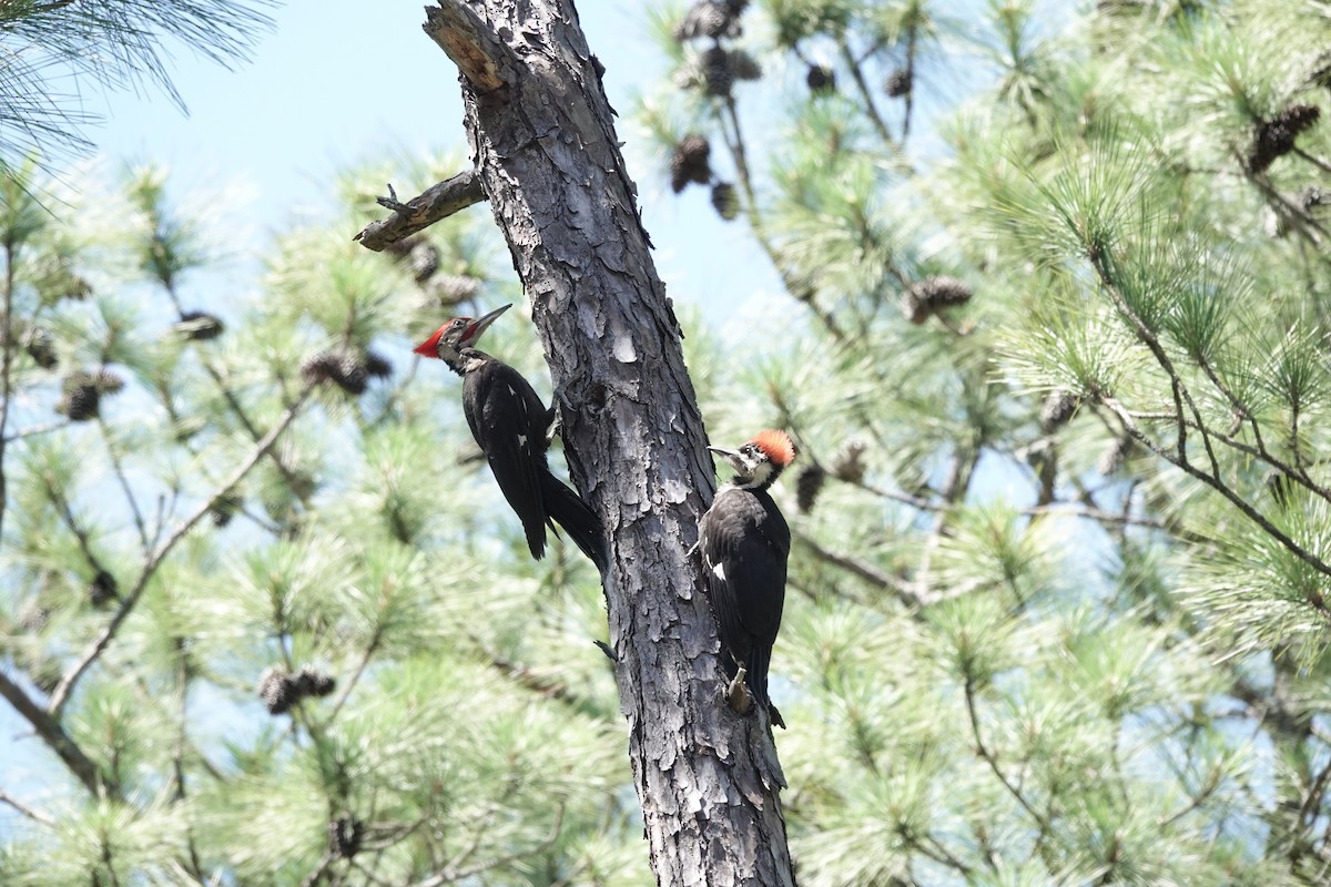 Pileated Woodpecker - Charlie Spencer