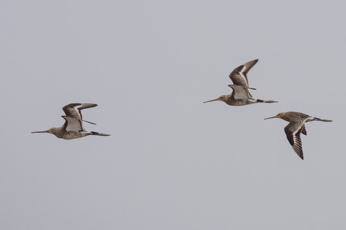 Black-tailed Godwit - Lenny Xu