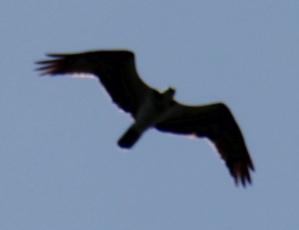 Osprey (carolinensis) - Samuel Harris