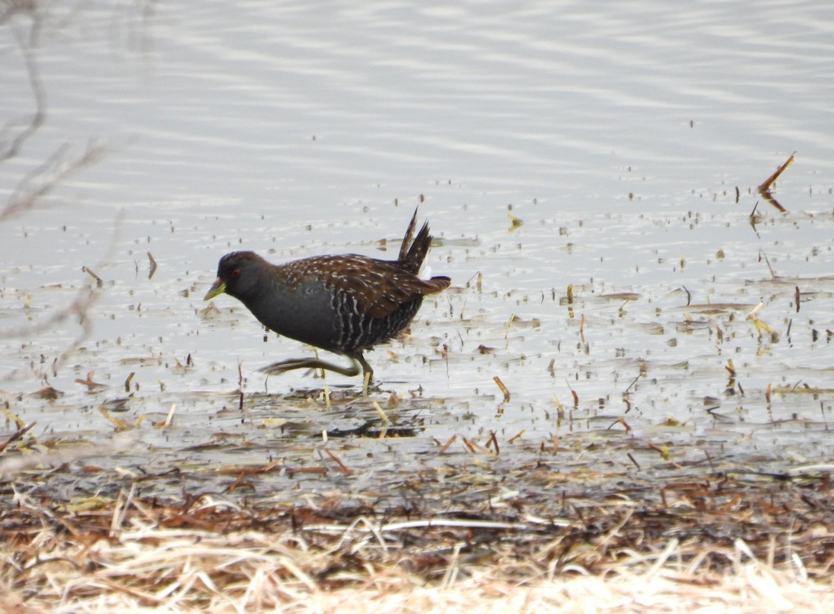 Australian Crake - Joanne Thompson