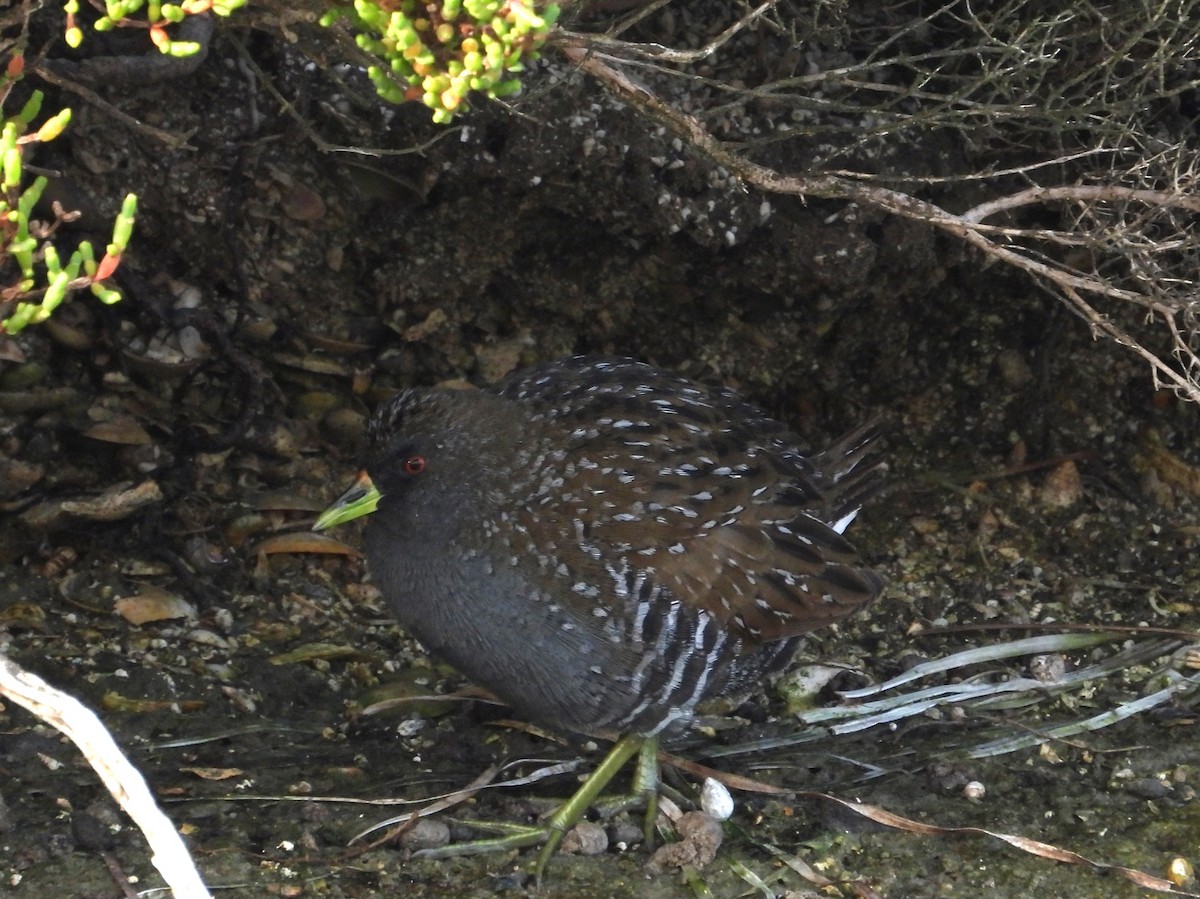 Australian Crake - Joanne Thompson