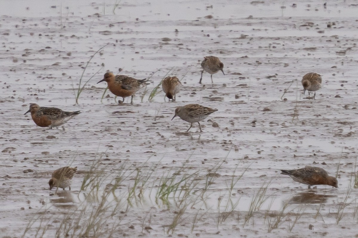 Sharp-tailed Sandpiper - Lenny Xu