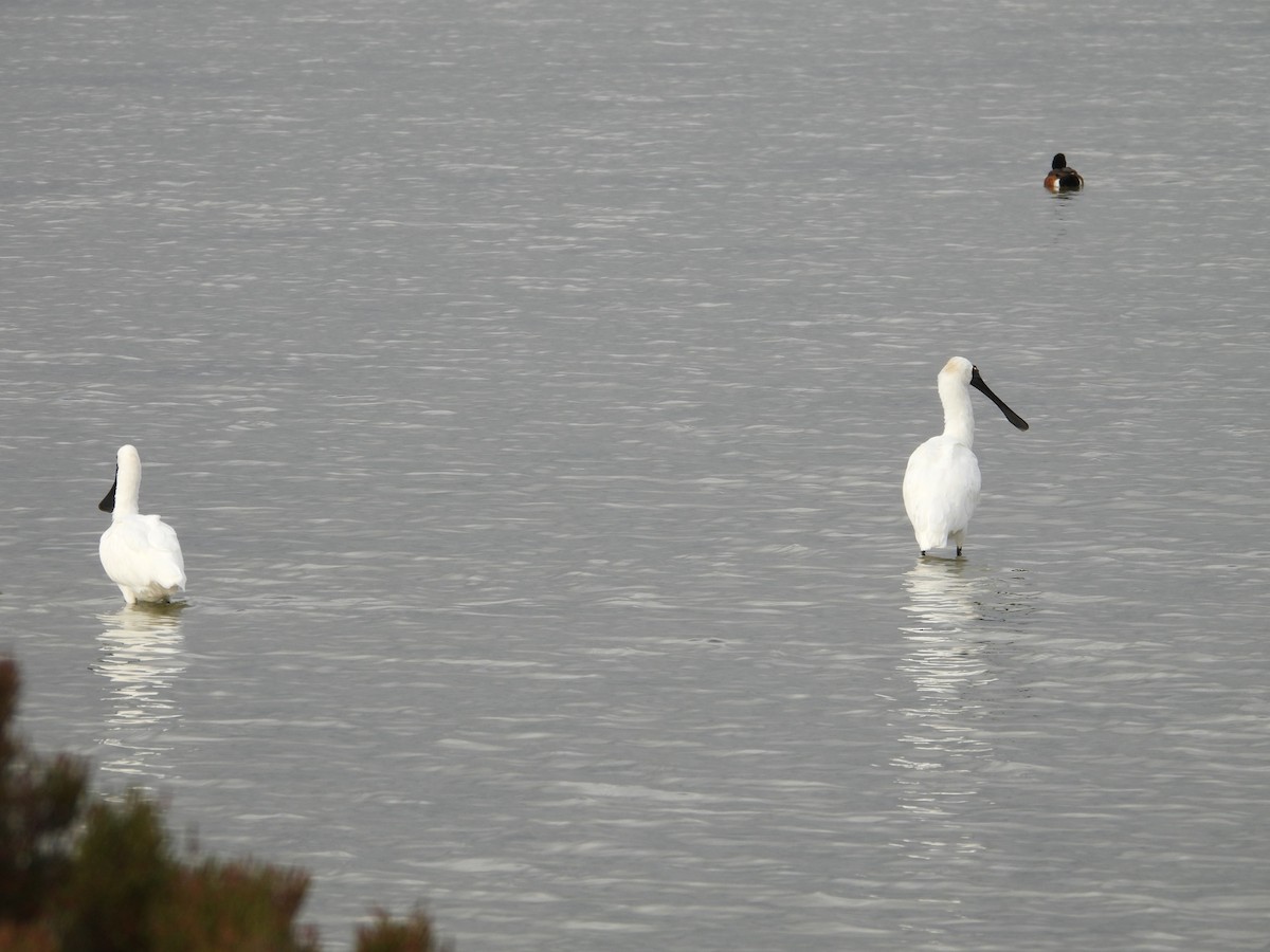 Royal Spoonbill - Joanne Thompson