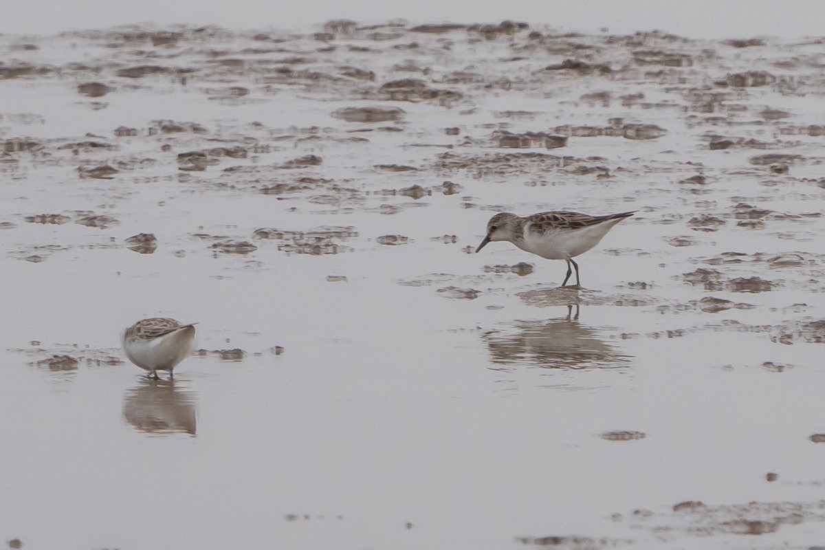 Little Stint - Lenny Xu