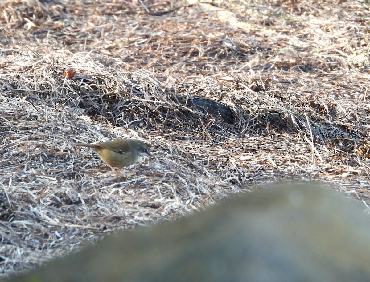 White-browed Scrubwren - Joanne Thompson