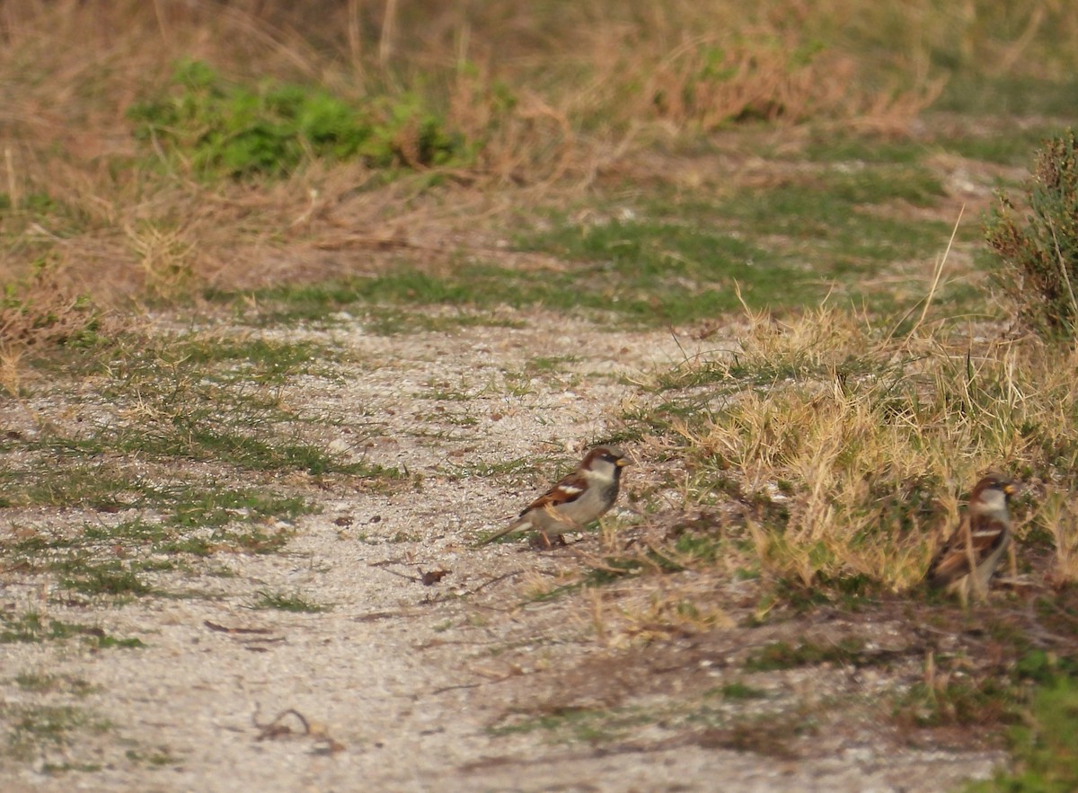 House Sparrow - ML619560951