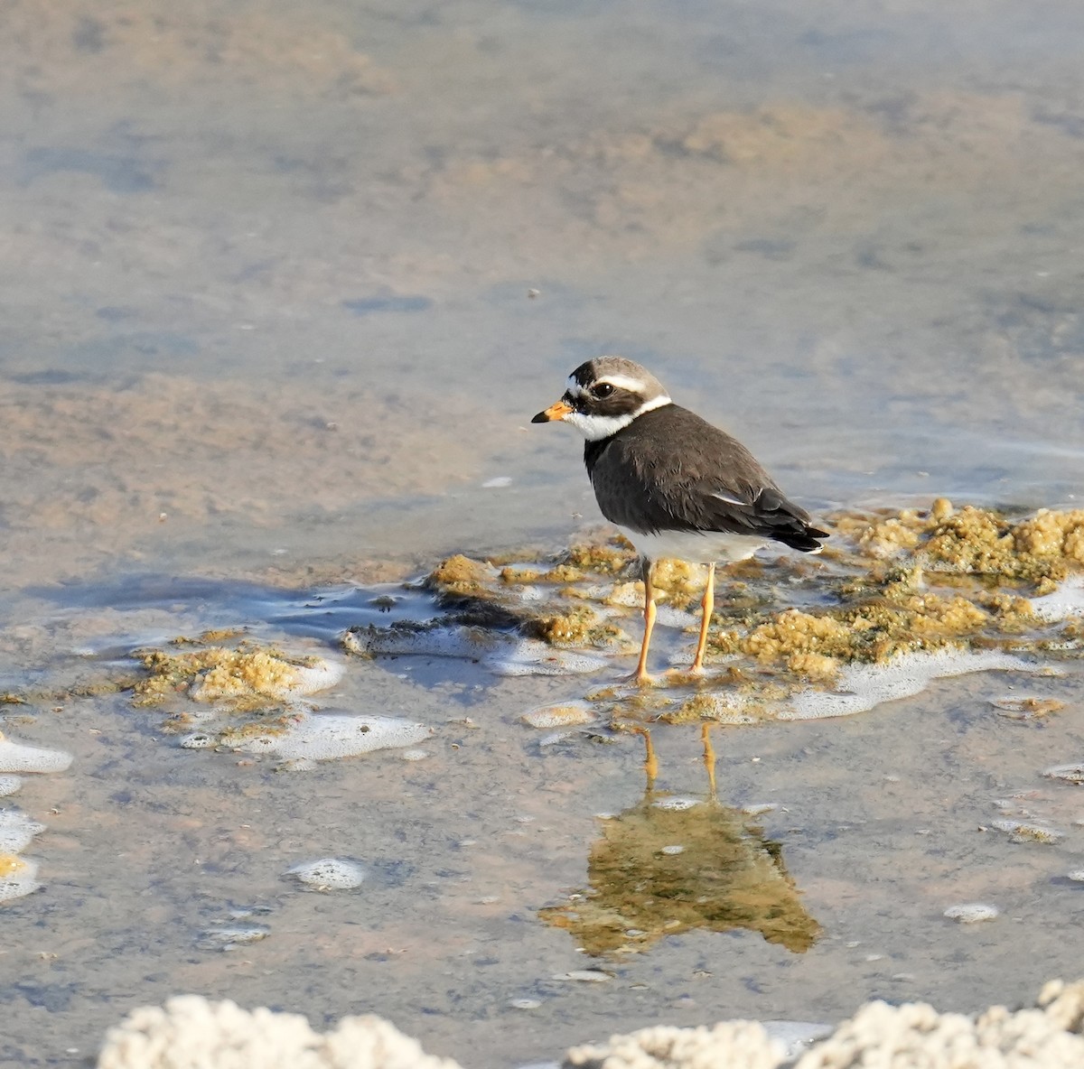 Common Ringed Plover - Phyllis Weintraub