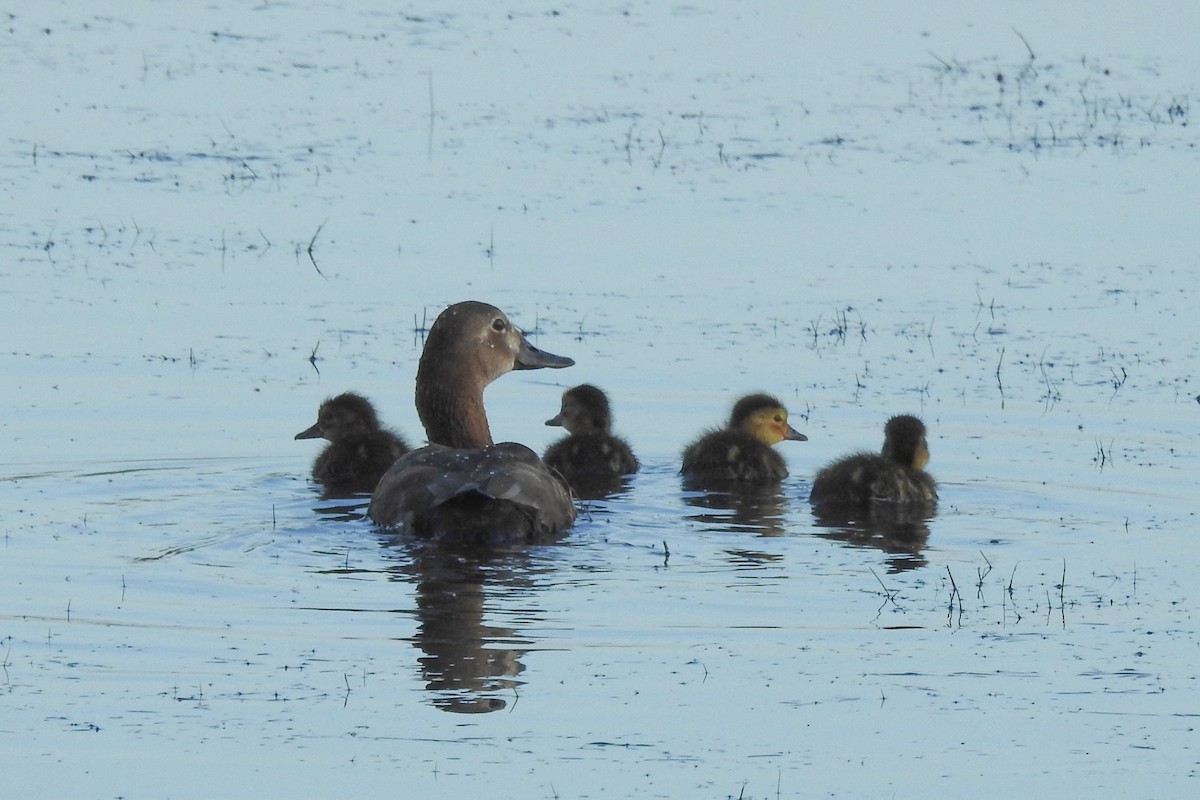 Common Pochard - Vojtěch Danzmajer