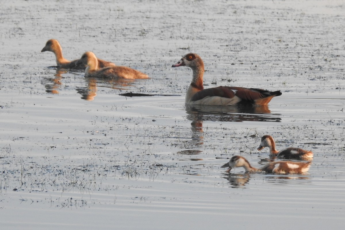 Egyptian Goose - Vojtěch Danzmajer