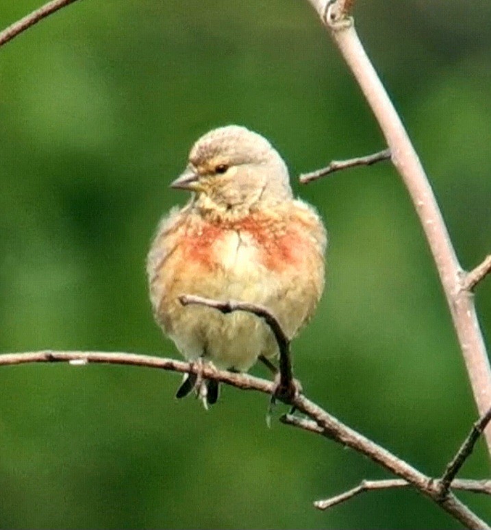 Eurasian Linnet - Alan  Hitchings