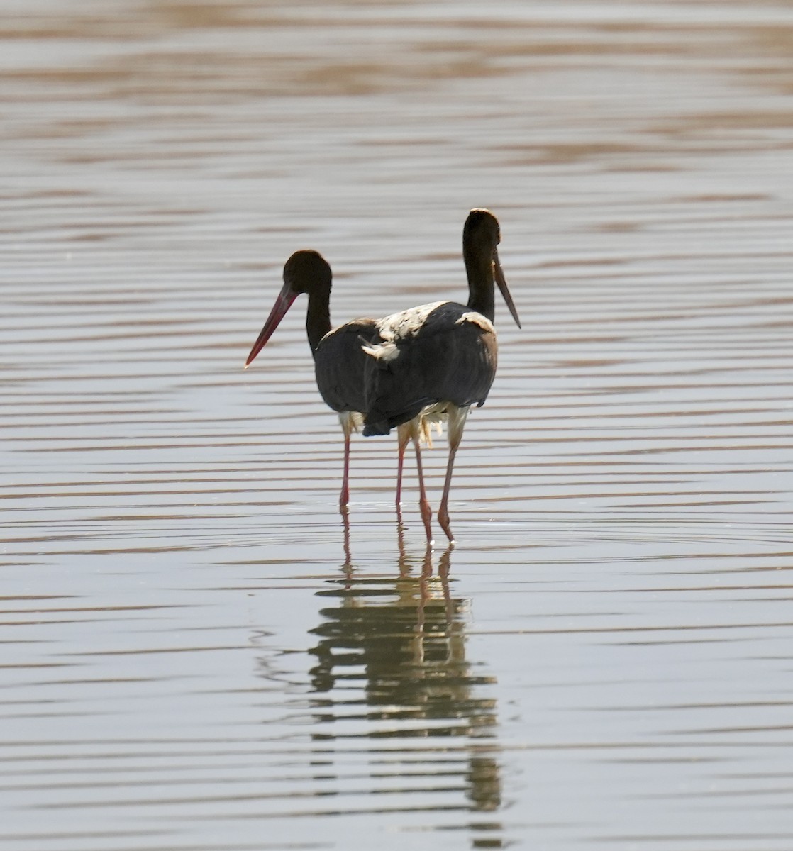 Black Stork - Phyllis Weintraub