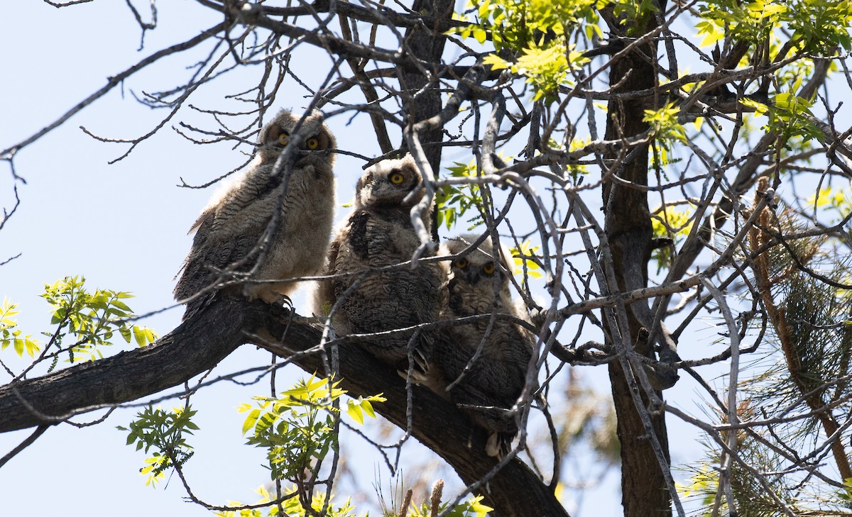 Great Horned Owl - Chuck Gates