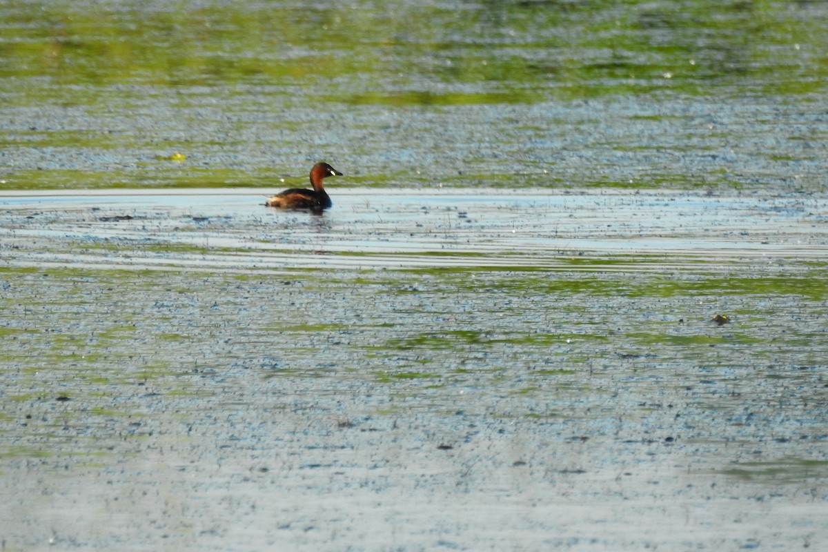 Little Grebe - Vojtěch Danzmajer