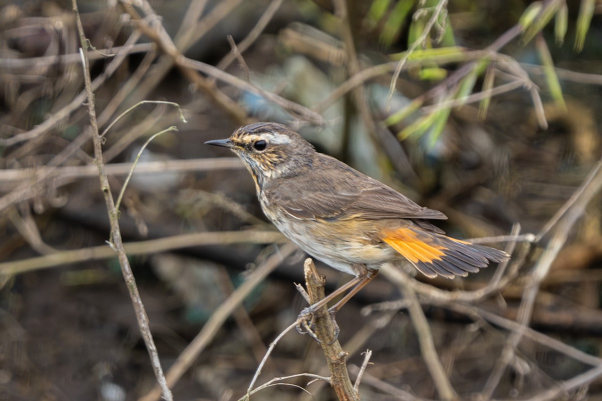 Bluethroat - Lenny Xu