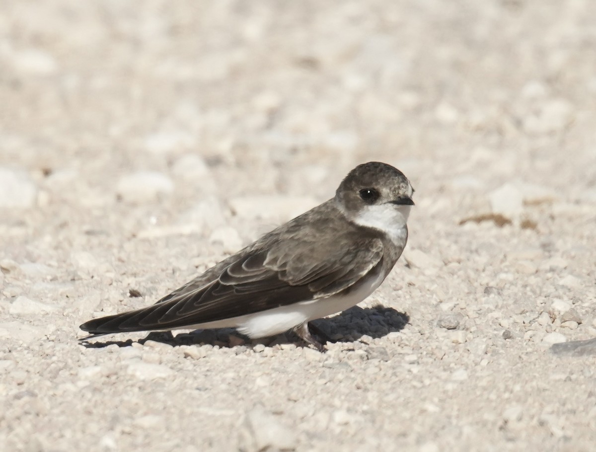 Bank Swallow - ML619560989