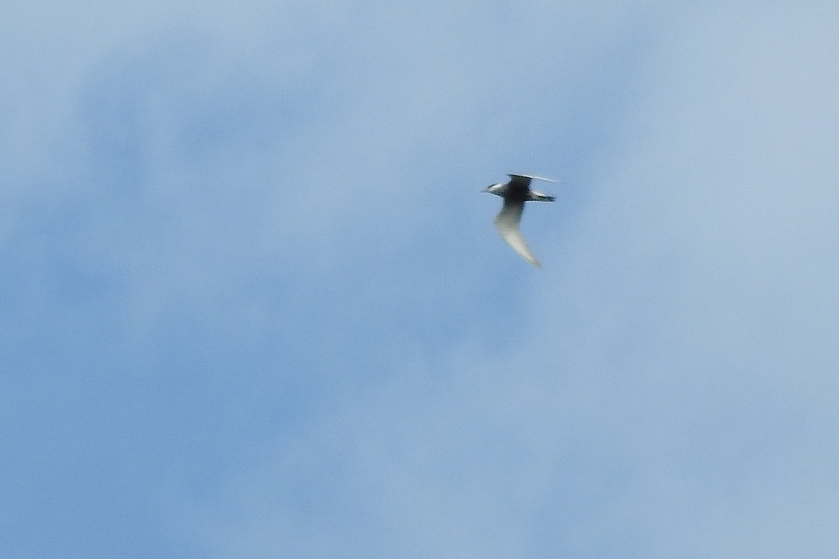 Whiskered Tern - Vojtěch Danzmajer