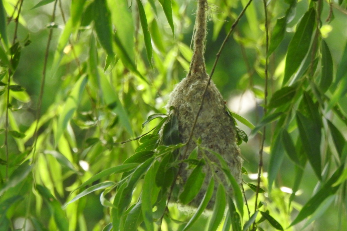 Eurasian Penduline-Tit - Vojtěch Danzmajer