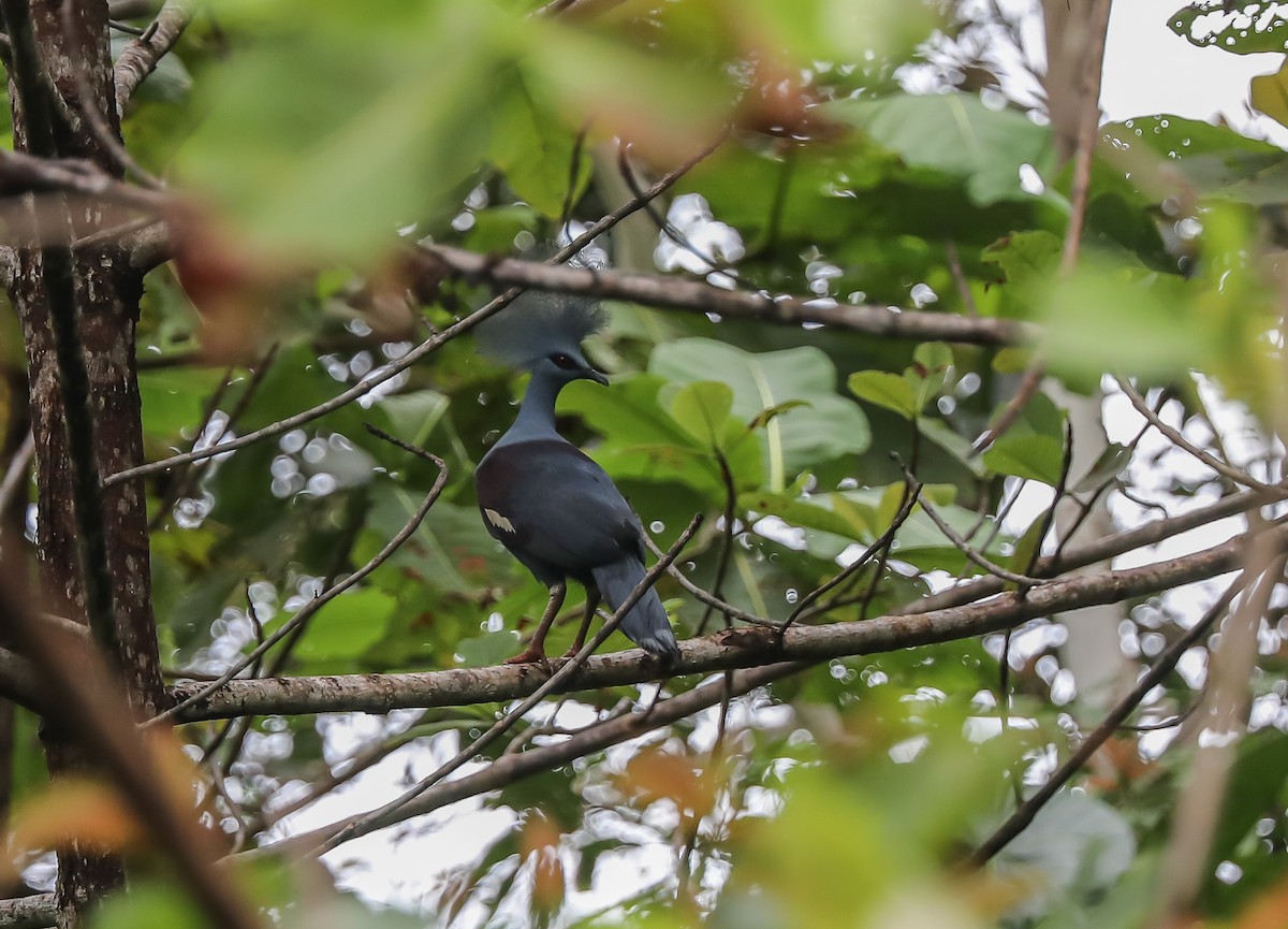 Western Crowned-Pigeon - Mike Edgecombe