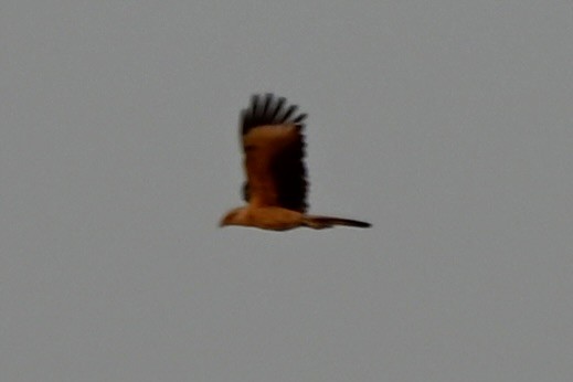 Yellow-headed Caracara - ML619561012