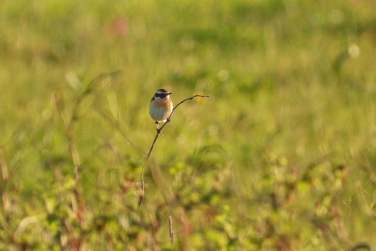 Whinchat - Vladislav Železný