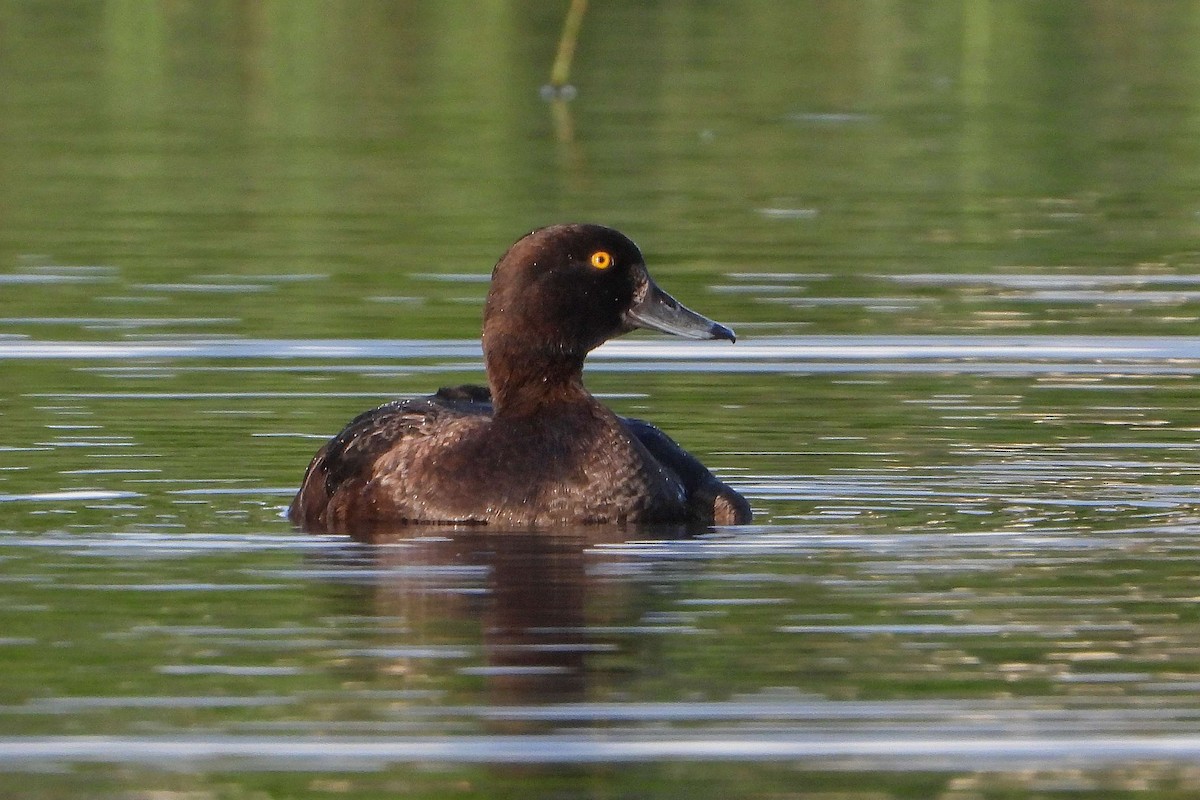 Tufted Duck - Vladislav Železný