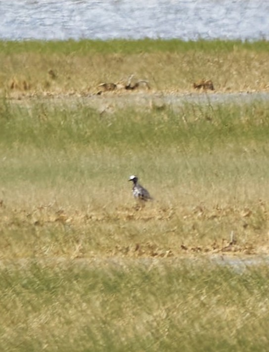 Black-bellied Plover - Jesús Ruyman Gómez Nieto