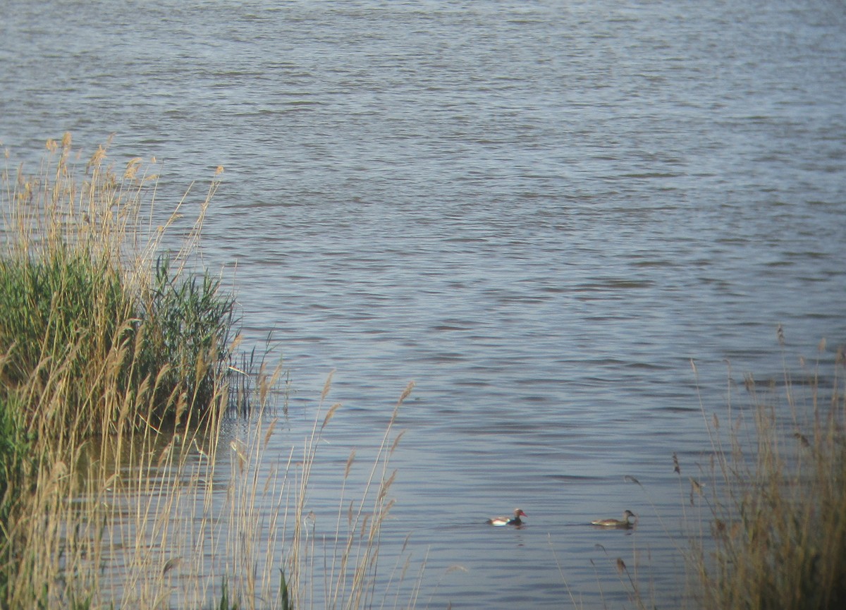 Red-crested Pochard - Tamas Zeke