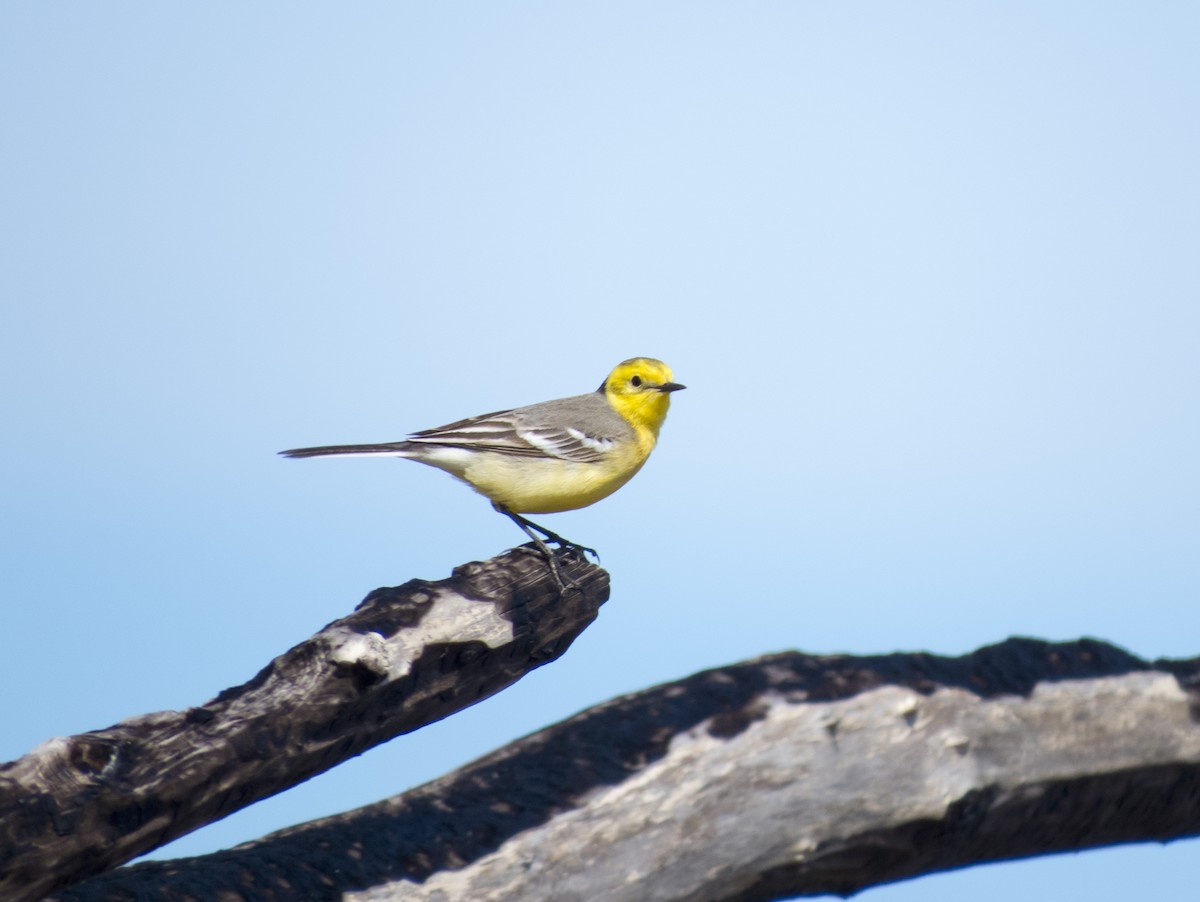 Citrine Wagtail - Dmitriy Trushkin