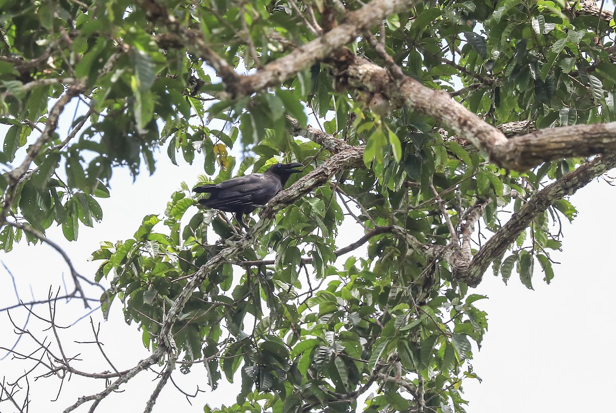 Brown-headed Crow - Mike Edgecombe