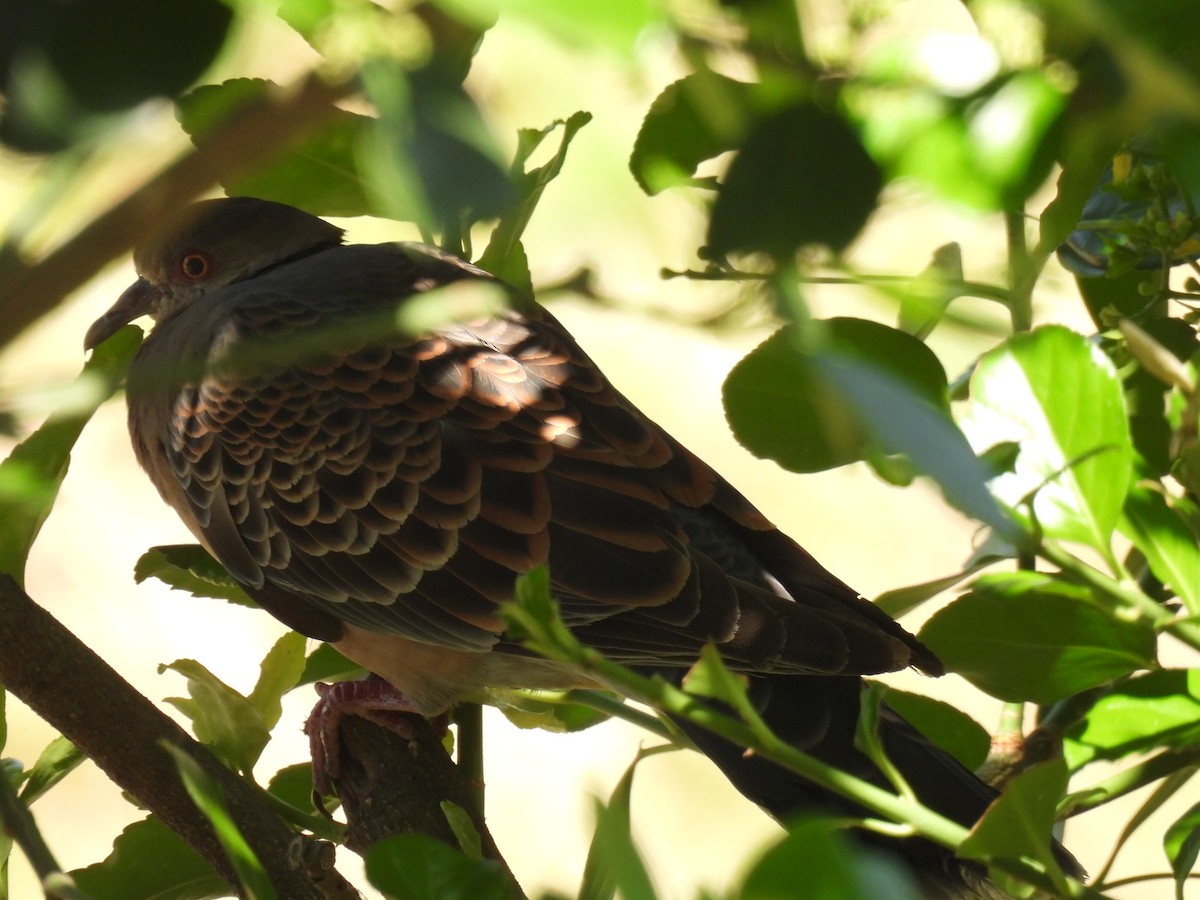 Oriental Turtle-Dove - Swansy Afonso
