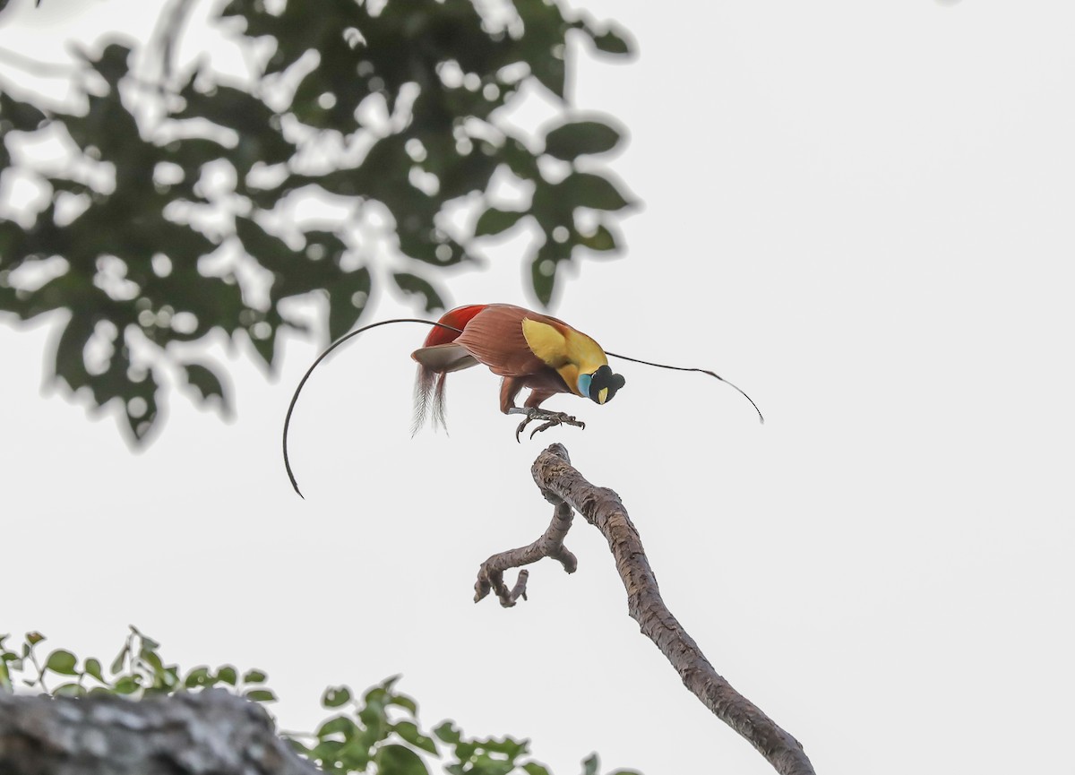 Red Bird-of-Paradise - ML619561039