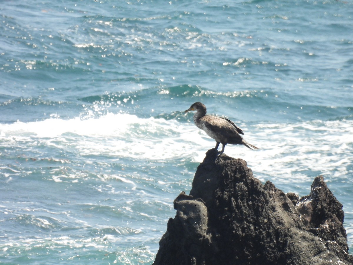 Japanese Cormorant - Swansy Afonso