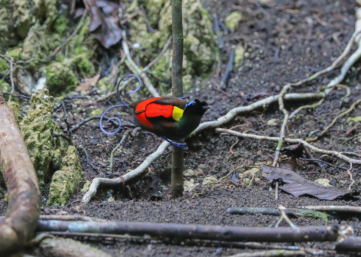 Wilson's Bird-of-Paradise - ML619561045