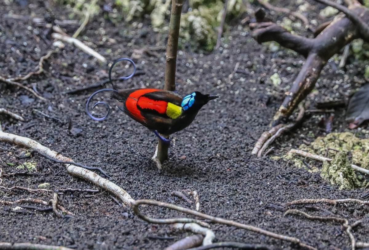 Wilson's Bird-of-Paradise - Mike Edgecombe