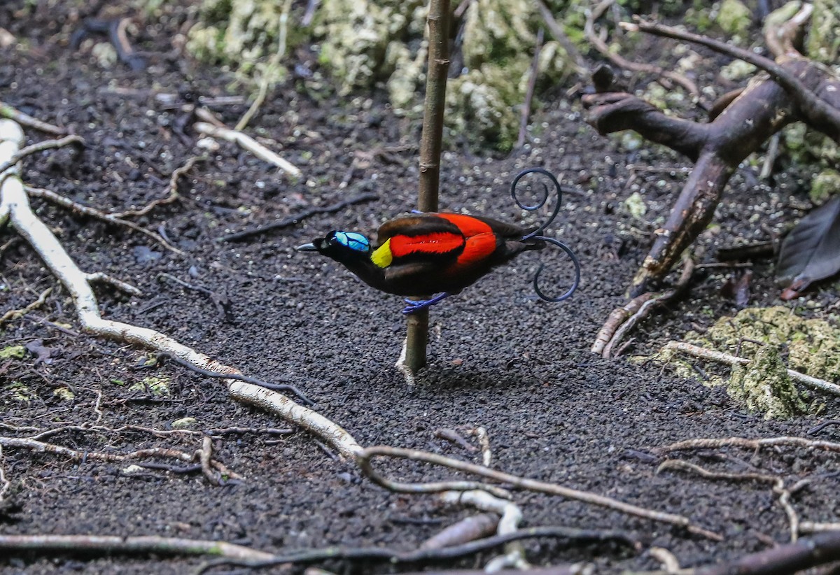 Wilson's Bird-of-Paradise - Mike Edgecombe