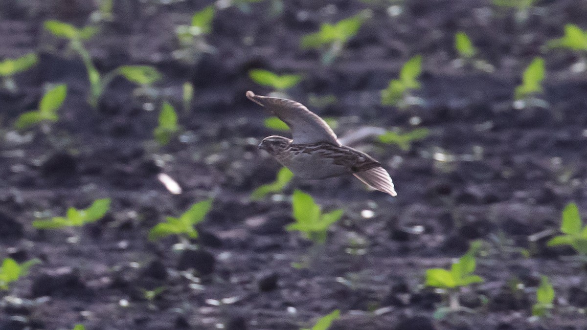 Common Quail - Milan Martic