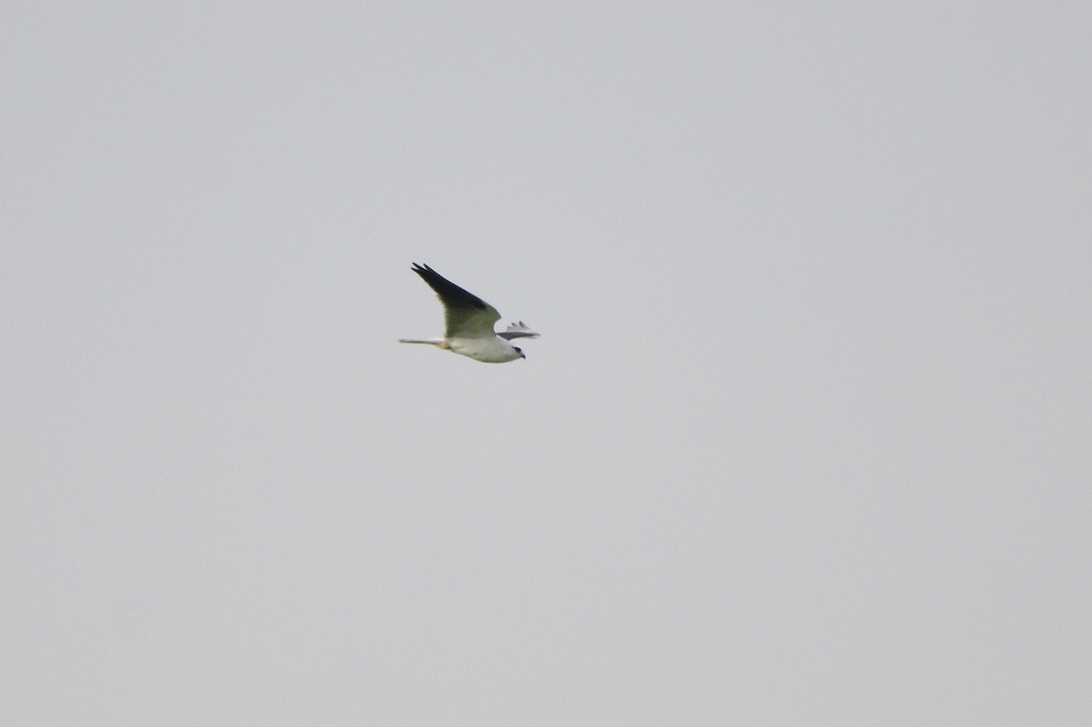 Black-shouldered Kite - Ken Crawley