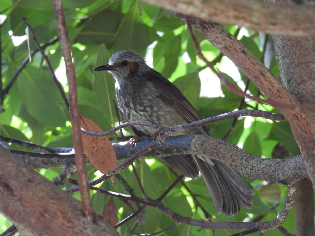 Brown-eared Bulbul - ML619561056