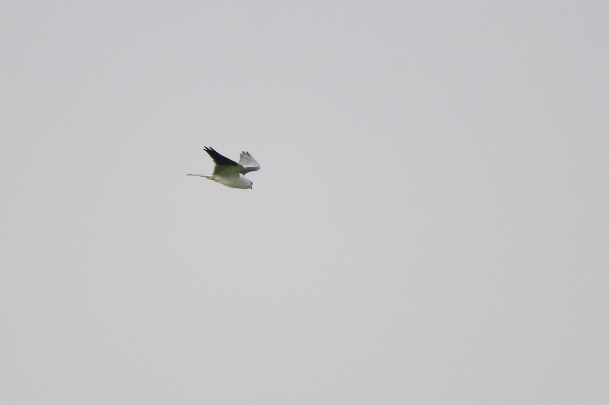 Black-shouldered Kite - Ken Crawley