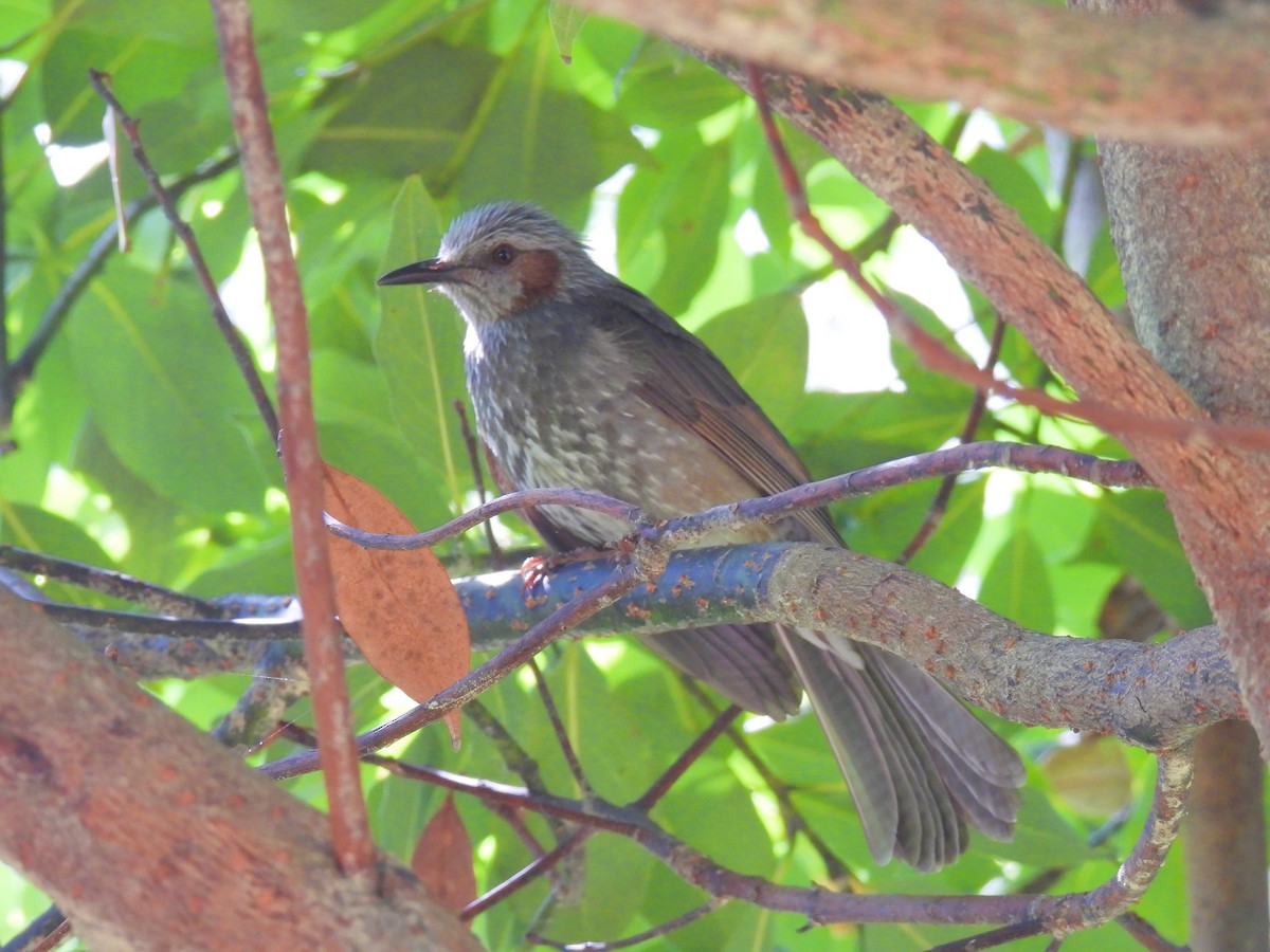 Brown-eared Bulbul - Swansy Afonso