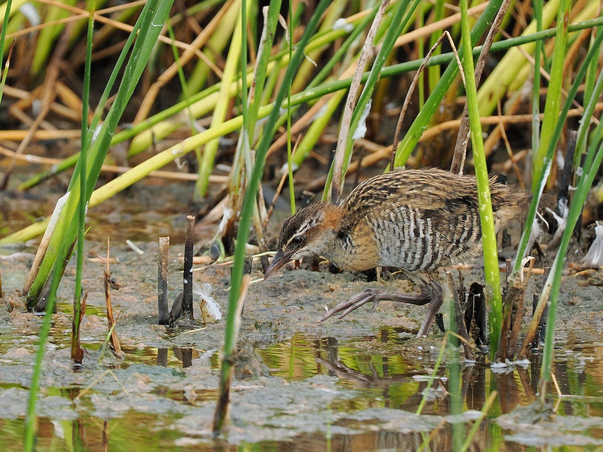 Buff-banded Rail - Len and Chris Ezzy