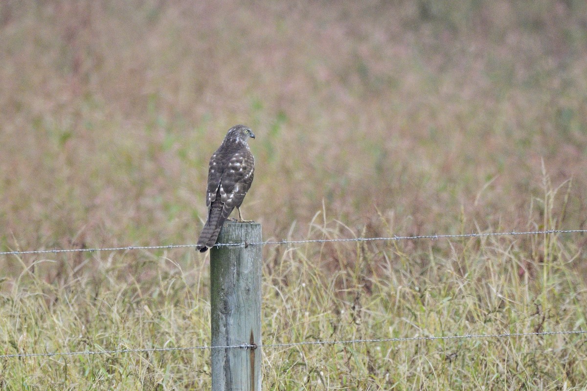 Brown Goshawk - ML619561063