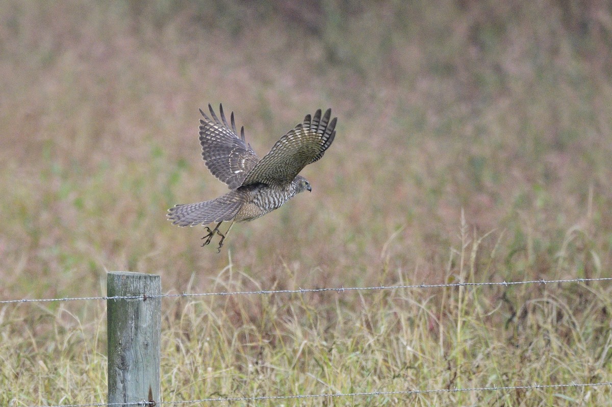 Brown Goshawk - Ken Crawley