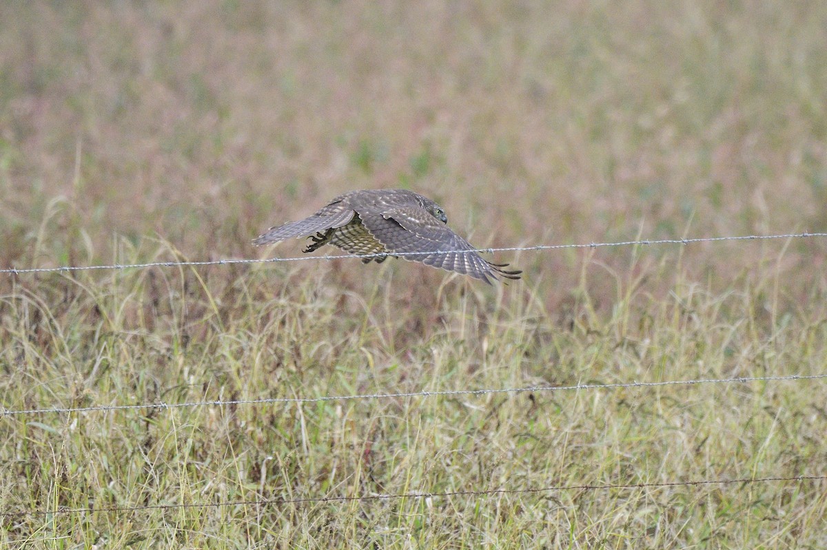 Brown Goshawk - ML619561066